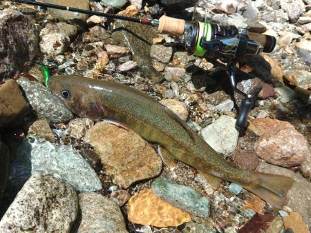荒れ放題の川でイワナ釣り